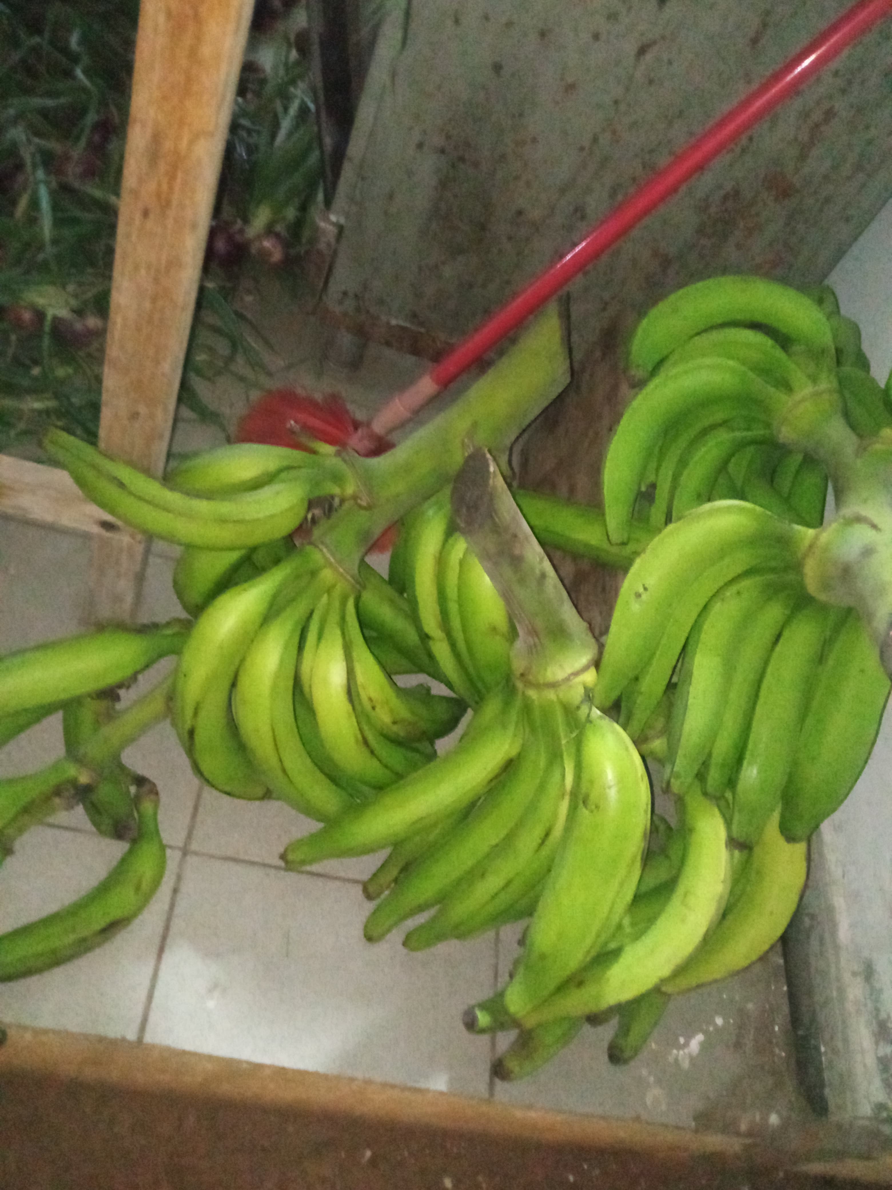 Oignons a vendre
